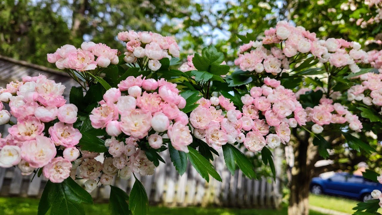 Toba Hawthorn, a Fabulous Ornamental Tree - YouTube