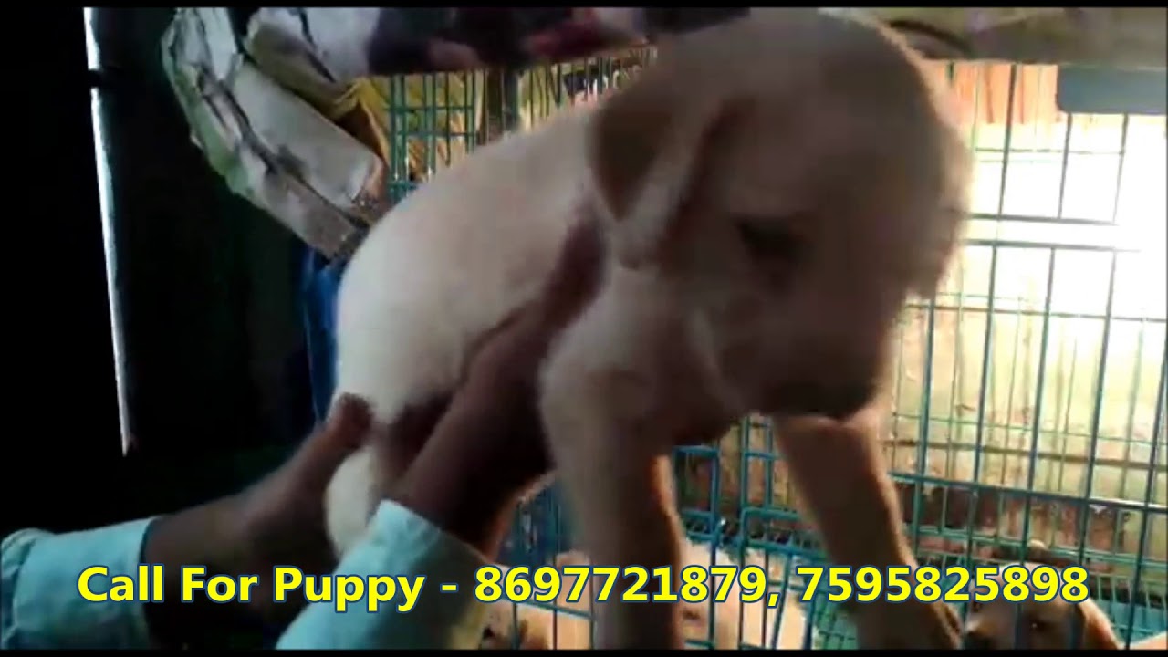 Short Tail Punch Head Labrador Retriever Puppies At Kolkata Kalighat l Rs 8000