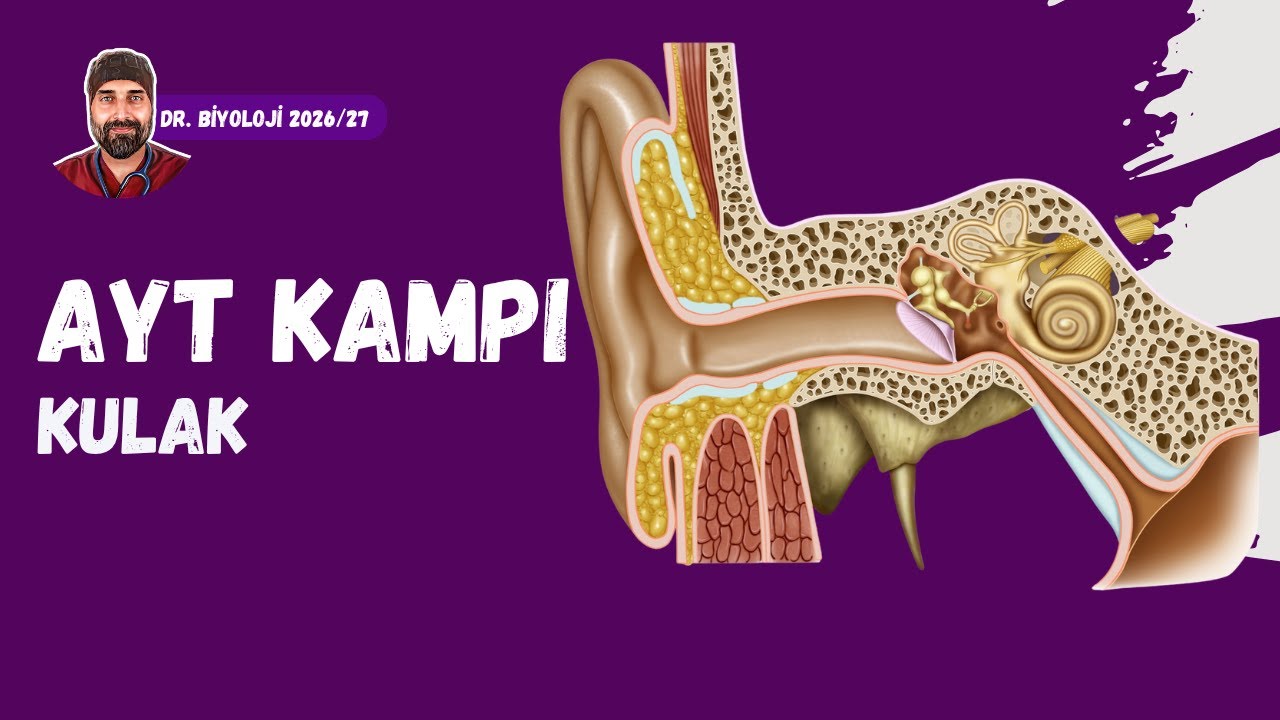 Duyu Organları Kulak | Dr. Biyoloji | AYT Dönem 2026 - 2027