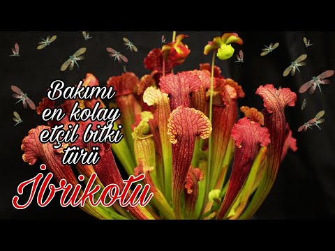 Video: Butterwort Nedir: Etçil Butterworts Yetiştirme Hakkında Bilgi Edinin