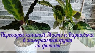 Обзор новых растений. Калатея Мисто и Варшевича. Пересадка . Собираем фитильное кашпо