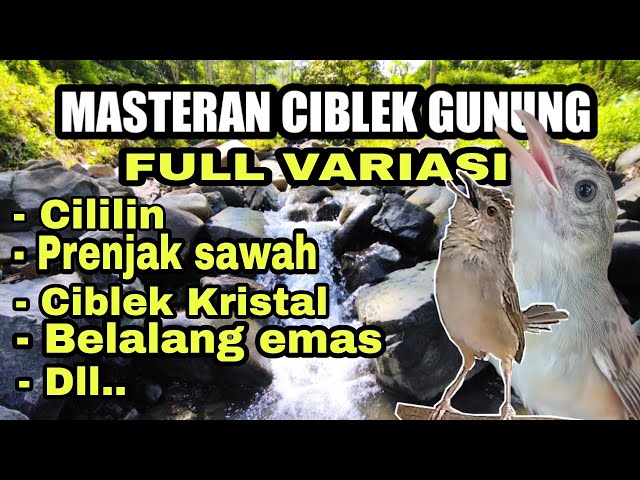 MASTERAN CIBLEK GUNUNG ISIAN FULL VARIASI class=
