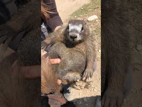 This G-rated OnlyFans page is all about marmots