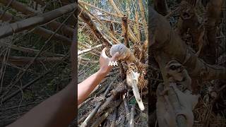 Wow, it turns out it's nested in nB #automobile #experiment kmZ #shortvvidno wow #nature  #trending