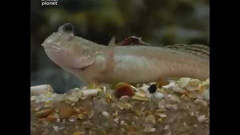 Cá thòi lòi - Loài cá có khả năng chạy trên cạn và leo cây thoăn thoắt