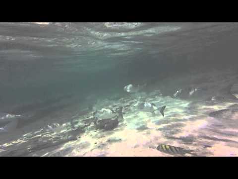 Snorkeling in Cancun at the Riu Palace Las Americas hqdefault