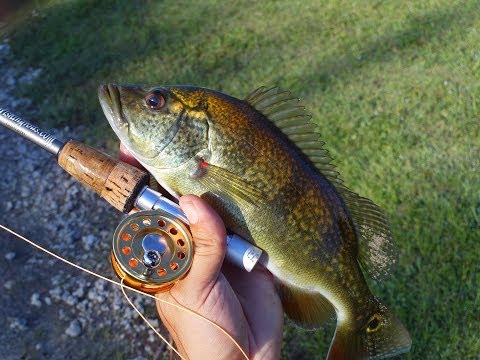 Peacock bass Hybrids with Micro Fly Reel by Penfishingrods.com 