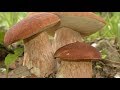 Грибы в конце сентября,  Белый  гриб,  Зонтик,  Масленок , Польский гриб.фиолетовая  загадка