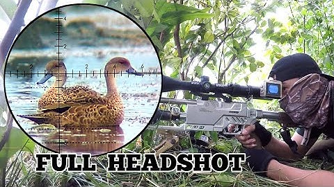 part 1⃣ BERBURU BELIBIS DI SPOT RAHASIA BIKIN PANEN. BORNEO SLUG. FULL HEAD SHOT