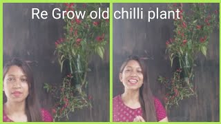 Chilli Plant Re Grow In Plastic Bottle Best Method To Grow Chillilots Of Chilli In Single Plant