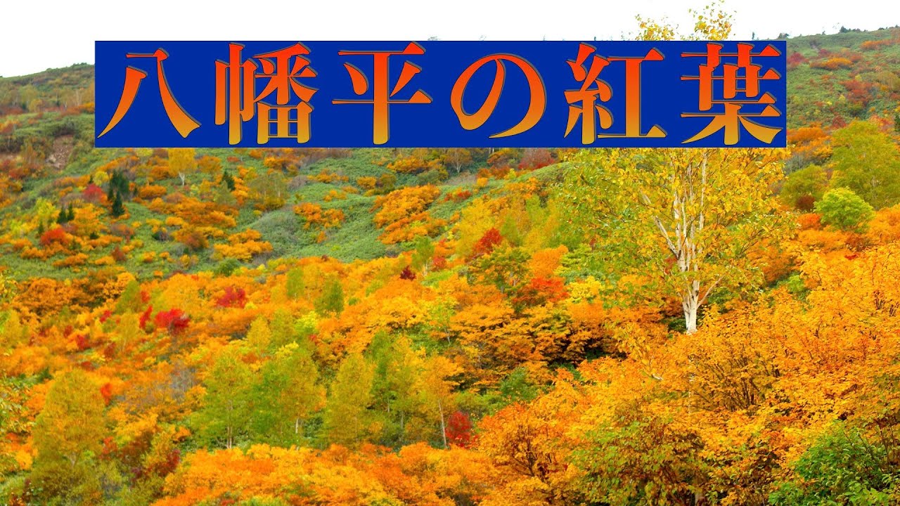 秋本番 どこよりも速い 年八幡平の紅葉年 Youtube