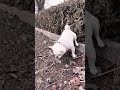 変な姿勢でウンコする保護犬コマメ