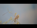 Geelgors - Emberiza citrinella - Yellow bunting