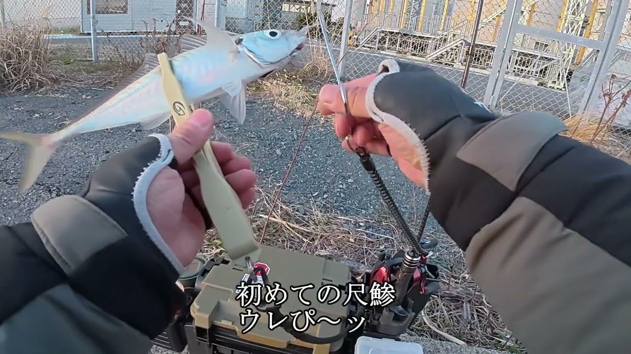 適当にベイトアジングで遊び倒す【その者ピンクのゴムを握り金色の野に降り立つ】