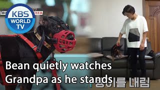 Bean quietly watches Grandpa as he stands (Dogs are incredible) | KBS WORLD TV 201021