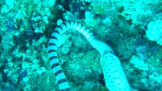Sea snake eating a Moray eel