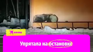 На Камчатке медведица спрятала косолапых детей на остановке