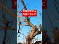 柿の剪定テクニック③内向枝の例