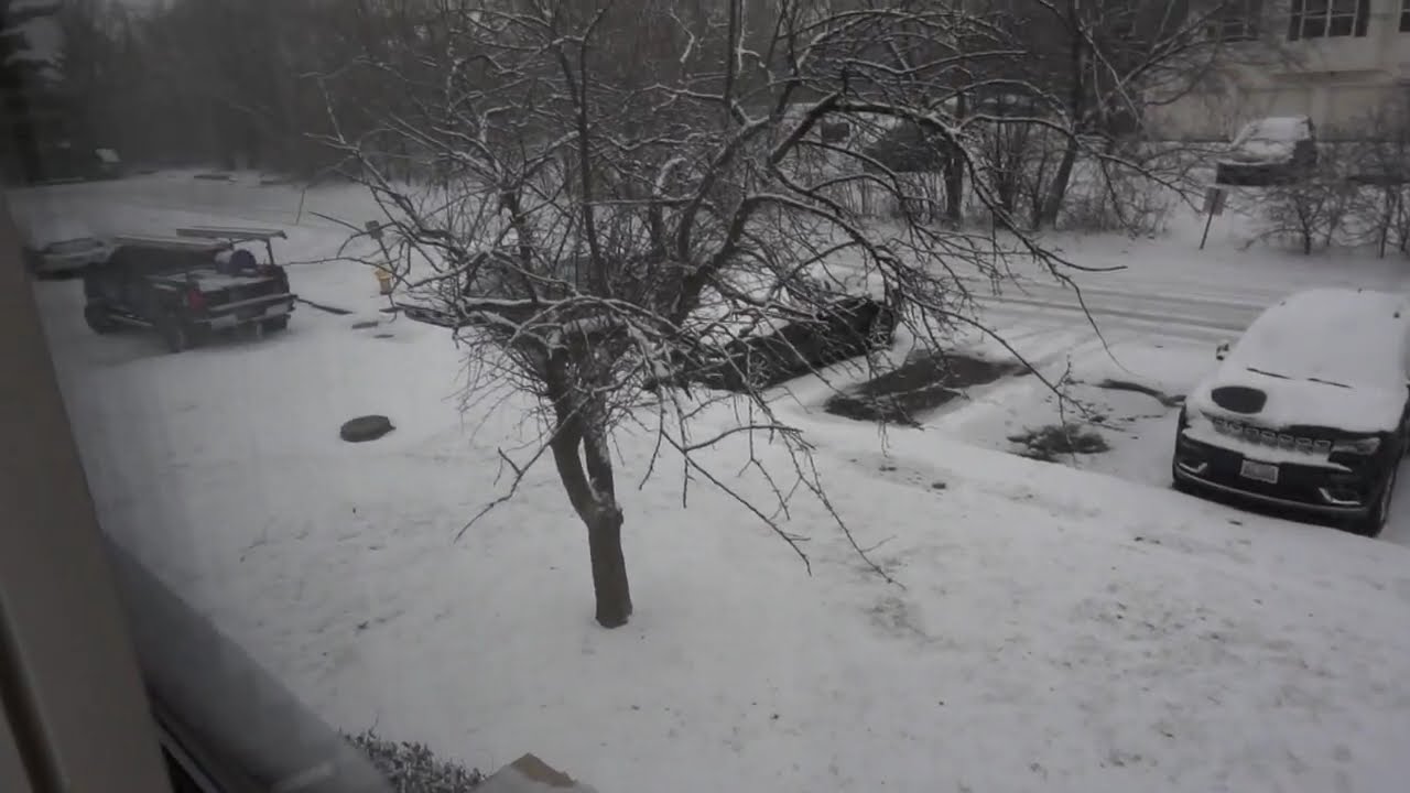 Sparrow Life in Snow Chicago Pilla