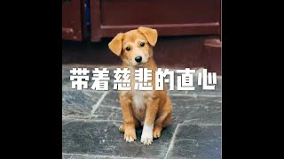 201811 带着慈悲的直心50870