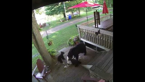 bear family tears open trash bag - 1007311