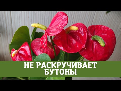 Антуриум Не Раскручивает Бутоны, Причина