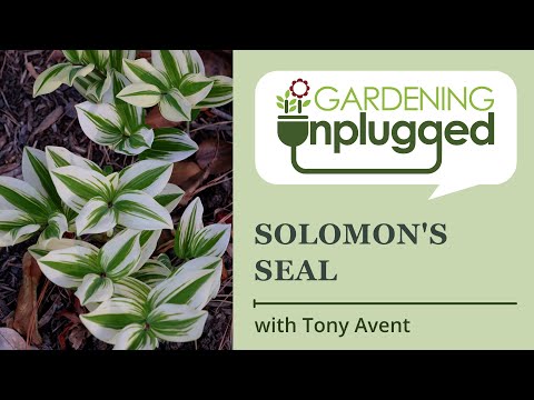ვიდეო: ცრუ სოლომონის ბეჭდის მცენარე: სოლომონის ბუმბულის გაზრდა ბაღებში