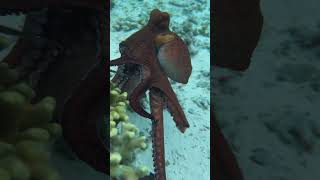 Octopus Swiftly Retreats to Hide Spot After Being Spotted