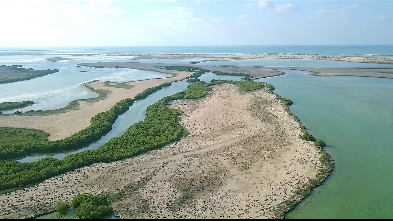 mangrove-forest-in-uae-youtube