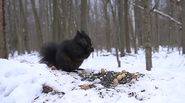 Birds and Squirrels in a Snowy Forest - 10 Hours - Feb 06, 2023