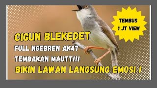 Ciblek gunung ngebren Ak47  lebih panjang dari ciblek kristal#cigunblekedet 