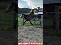 Horse Rescue Mission😎