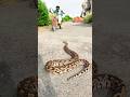 Ajgar Snake Ajgar Snake