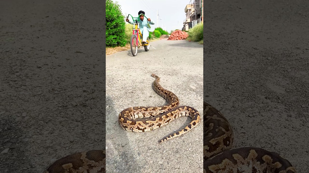 Ajgar snake