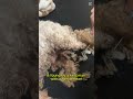 The dog was saved