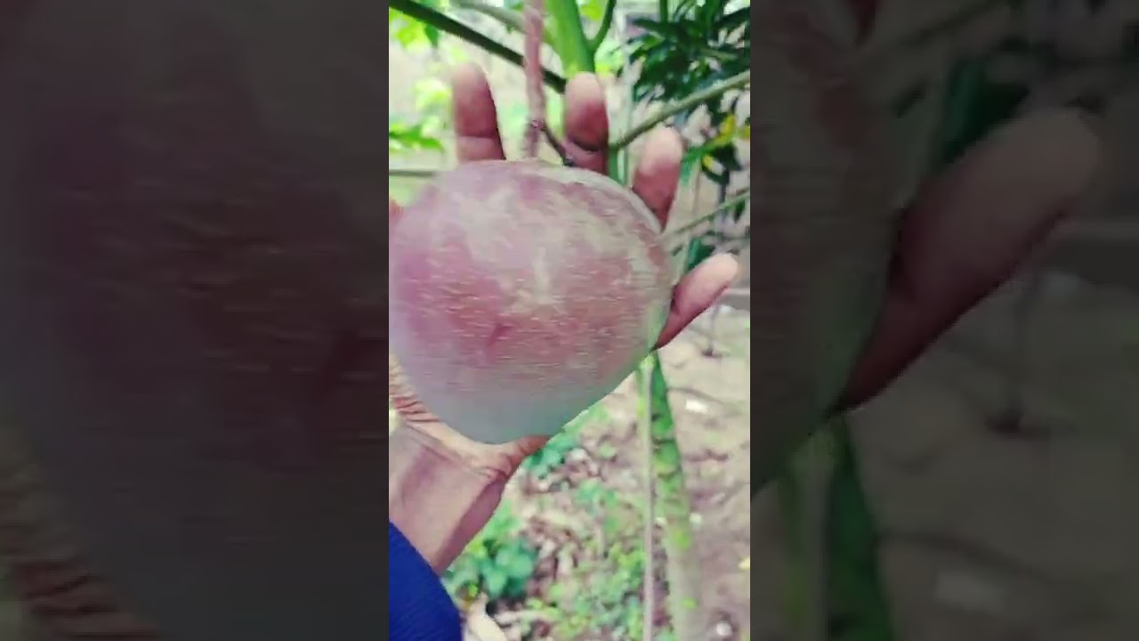 wonderful Un Ripe mango #manga #mango #fruit