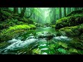 Peaceful Deserted Forest Ambience, Clear Stream Flow and Birds Singing, Ten Hours of Deep Relaxation