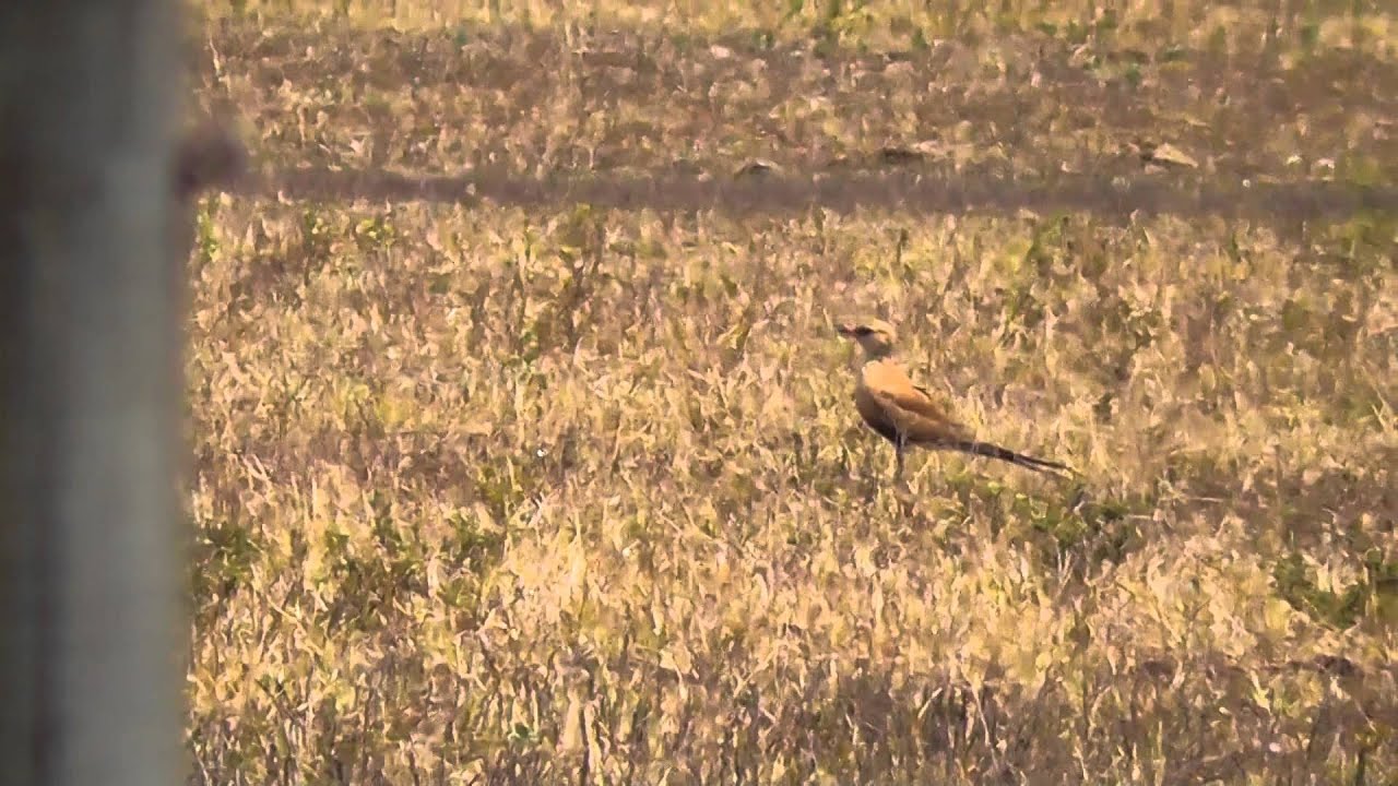 Australian Pratincole (Stiltia isabella)
