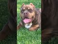 American Bully Tank 😍🔥 | Chocolate Tricolor Beast #americanbully #bullylover #chocolatetribully
