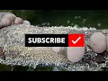 Fungi grows On surface of Dead plant Stems