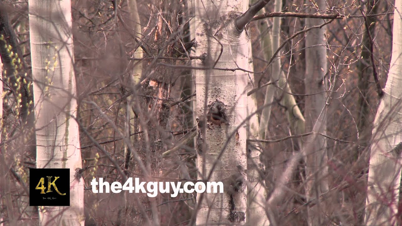 4K UHD 60fps - Downy Woodpecker (Picoides pubescens) checking out hole in tree and entering it