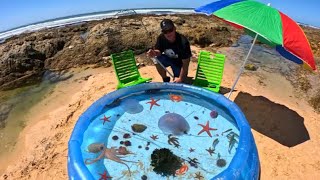 DIY Saltwater Beach Pond With Giant Jellyfish And Tidepool Creatures