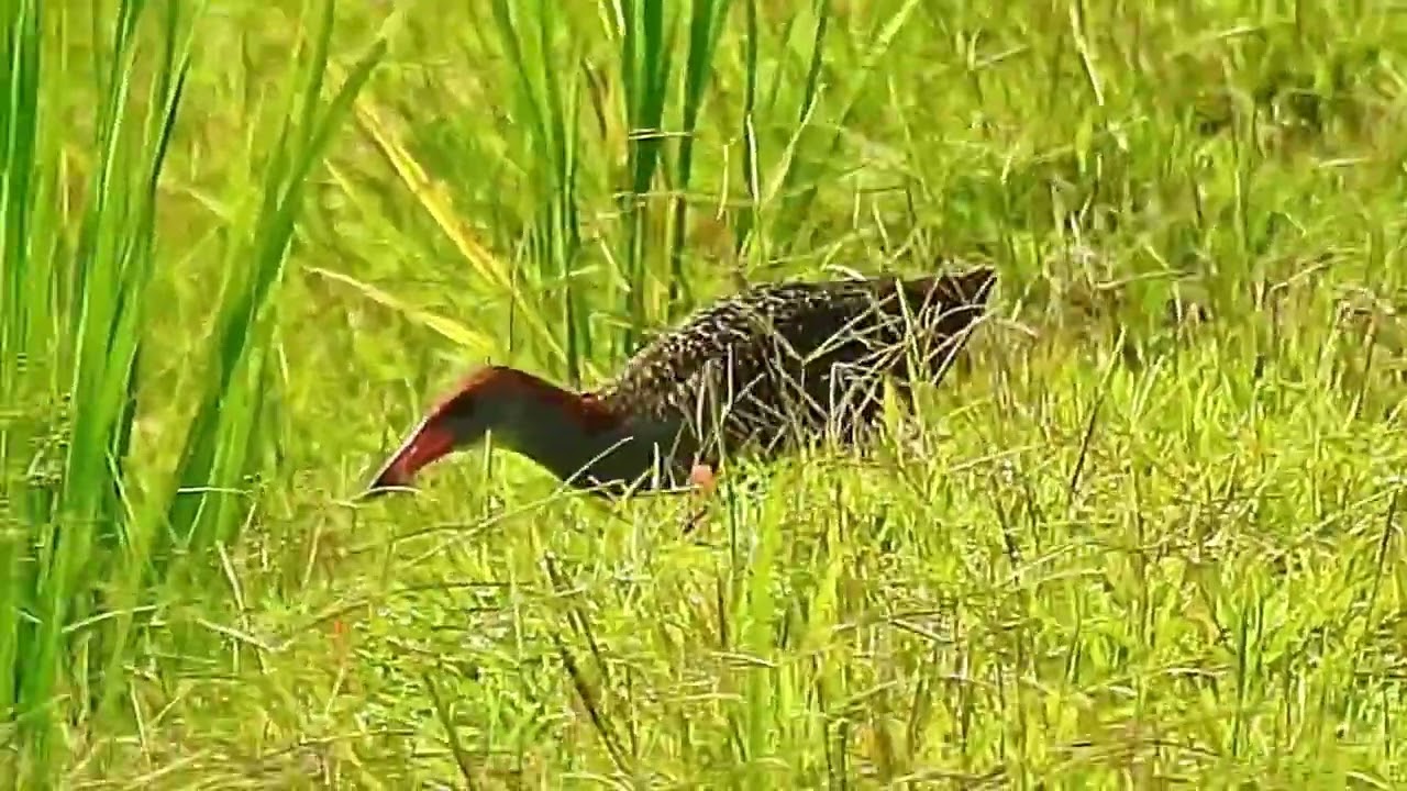 Slaty-Breasted Rail
