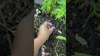 Gardening In Arizona Watering Methods