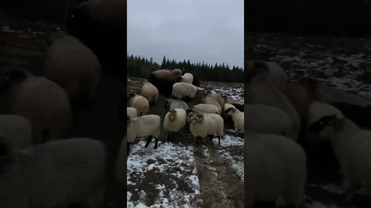 Freshly Delivered 1 4 Minus Crushed Rock