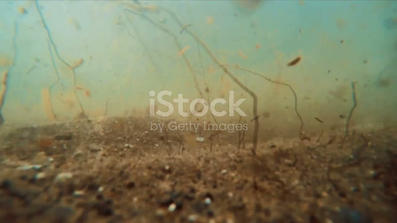Sedimentation in Lake Hawassa
