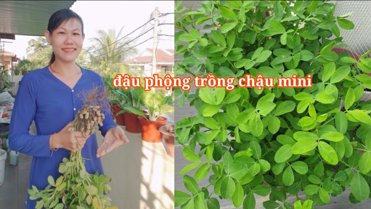 Chia sẻ cách trồng và chăm sóc cây đậu phộng trong chậu mini thu hoạch sau 3 tháng