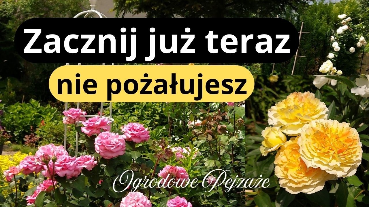 Zaplanuj rabatę z tych róż i bylin, unikniesz wielu błędów