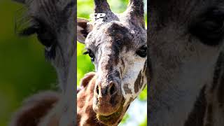 Toronto Zoo reveals cause of death of giraffe