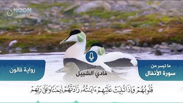 تلاوة عطرة بصوت القارئ : محمد فادي شبيل ما تيسر من سورة الأنفال برواية قالون عن نافع المدني